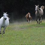 3 horses running in a muddy field during the rain.