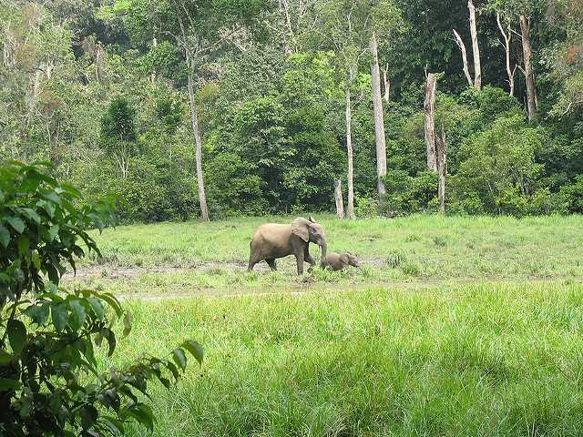 An adult and a baby elephant crossing a field