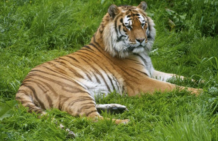 An amur tiger lying in some lush green grass.