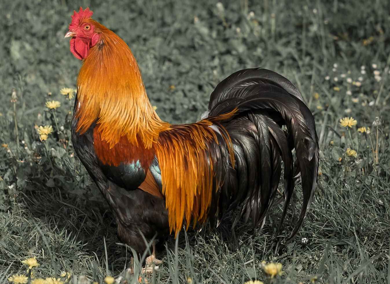 An orange and black chicken standing in some grass.
