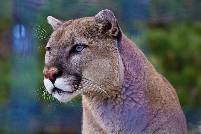 A picture of a blue eye'd mountain lion