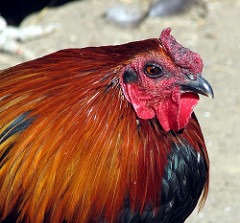 A close up of a red, orange, and black chicken head.