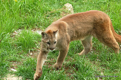 Cougar Prowling in the Grass