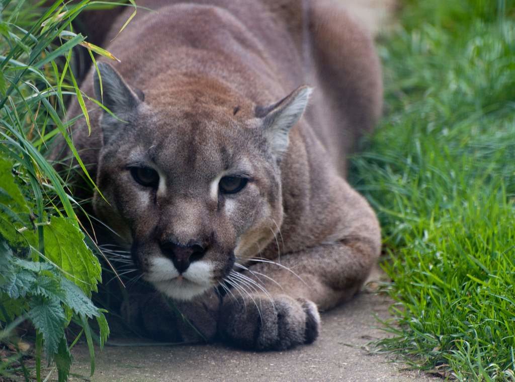 A puma crouching in the grass. Is he ready to pounce?