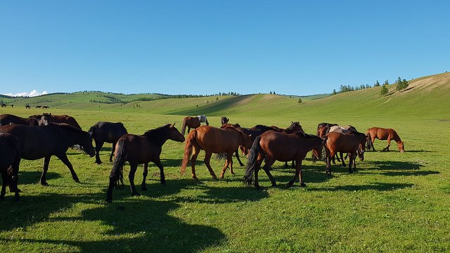 A herd of horses grazing in central Mongolia.
