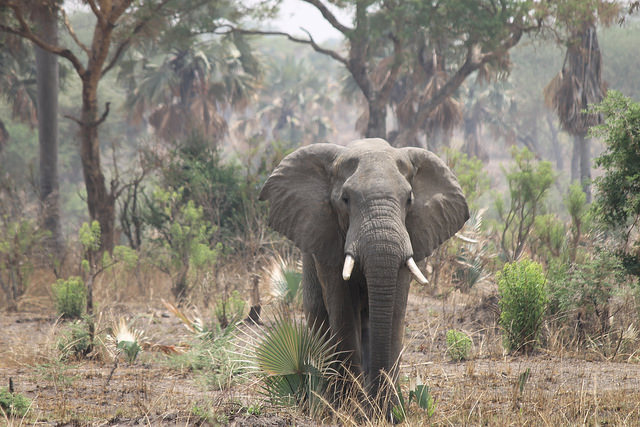 One Elephant Facing The Photographer Head On