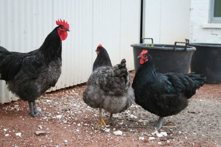 Three black chickens standing around