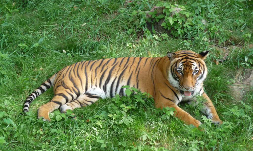 A Tiger laying down in the grass with its mouth open and its tongue hanging out.