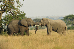 Two elephants with their trunks intertwined